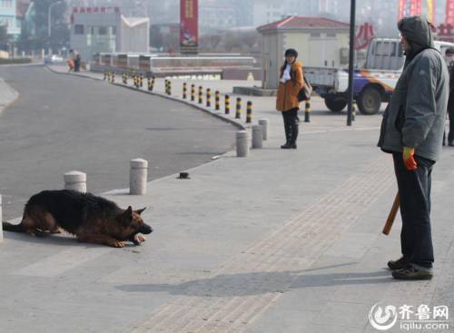 青島棧橋現(xiàn)“環(huán)保狗” 跳海撿垃圾 青島棧橋現(xiàn)“環(huán)保狗” 跳海撿垃圾