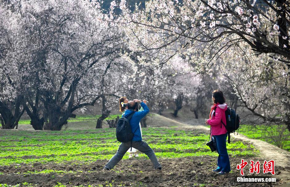 西藏林芝桃花盛放 西藏林芝桃花盛放