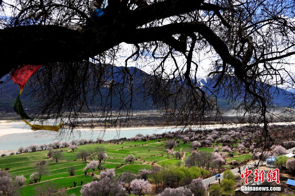 西藏林芝桃花盛放 西藏林芝桃花盛放