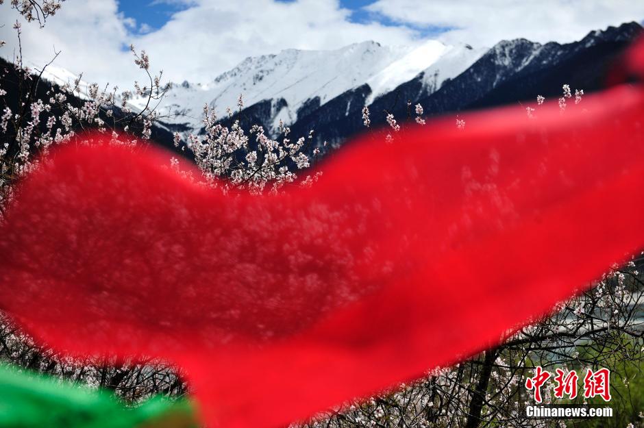 西藏林芝桃花盛放 西藏林芝桃花盛放