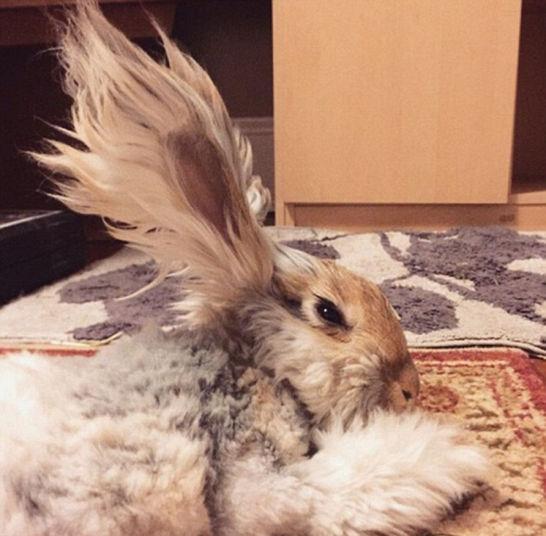 美國(guó)小兔可愛招風(fēng)耳走紅網(wǎng)絡(luò)