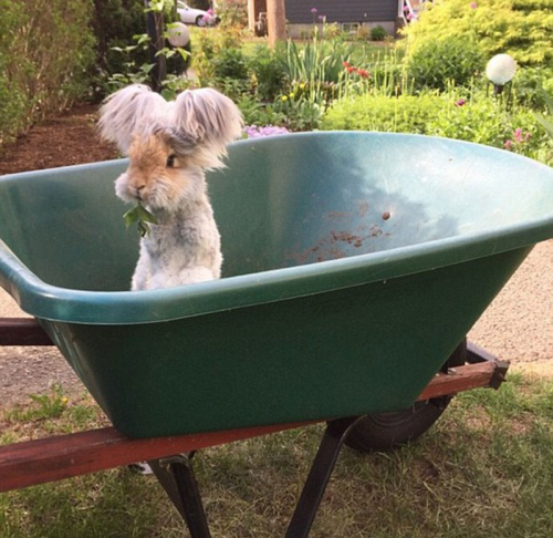 美國(guó)小兔可愛招風(fēng)耳走紅網(wǎng)絡(luò)