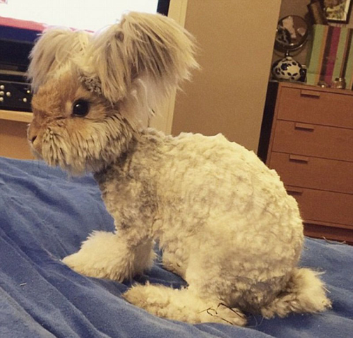 美國(guó)小兔可愛招風(fēng)耳走紅網(wǎng)絡(luò)