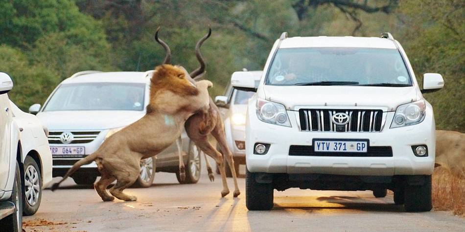 獅子們?cè)诰嚯x人類一米的地方捕食 獅子們?cè)诰嚯x人類一米的地方捕食