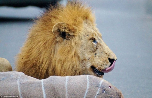 獅子們?cè)诰嚯x人類一米的地方捕食 獅子們?cè)诰嚯x人類一米的地方捕食