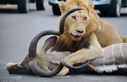 獅子們?cè)诰嚯x人類一米的地方捕食 獅子們?cè)诰嚯x人類一米的地方捕食