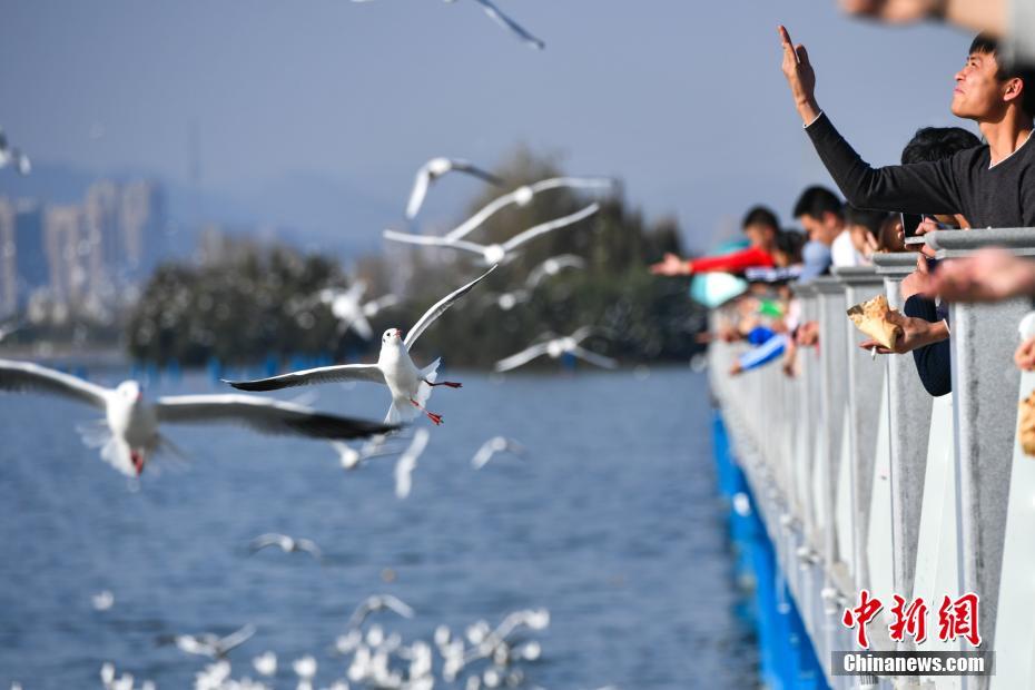 萬只紅嘴鷗飛抵昆明滇池 萬只紅嘴鷗飛抵昆明滇池