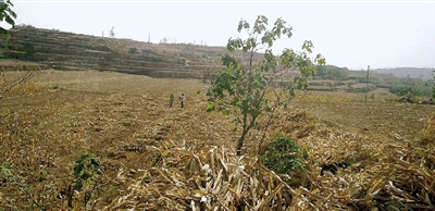 因干旱，農(nóng)田閑置尚未播種小麥