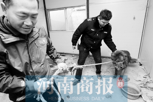 麻藥起作用后，這只藏獒被執(zhí)法人員控制