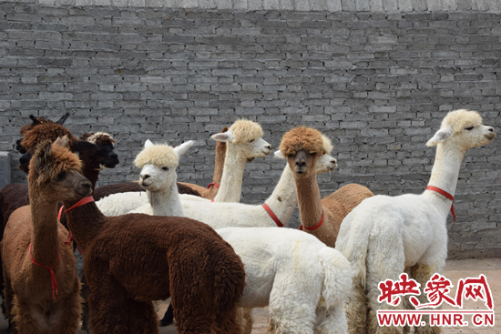 今年11月-12月,我省將再從智利引進(jìn)210只羊駝。