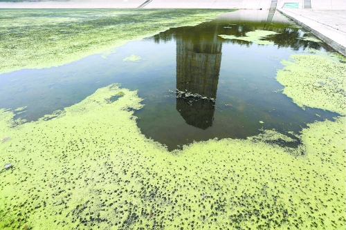 幾近干涸、臭氣熏天、長滿水草的東風渠，已不見往日容顏　 記者 侯建勛/攝