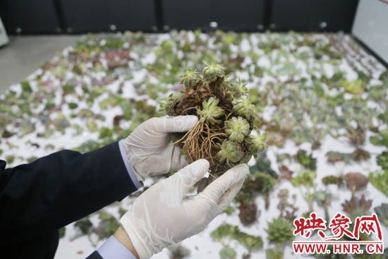 這些被截獲的多肉植物郵件面單上的品名大多申報為“禮物”、“衣服”等，屬于瞞報行為。