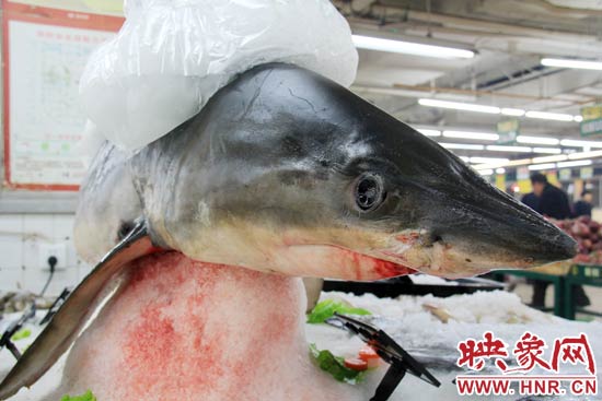 這條鯊魚長約1.5米，寬約0.5米，上身被碎冰覆蓋，保存較完整。