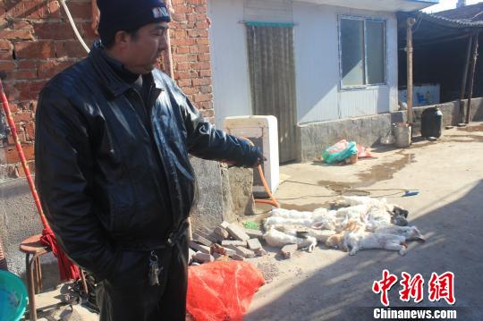 圖為家禽收購(gòu)點(diǎn)的陳姓工作人員介紹，是這些愛(ài)狗人士的封堵讓這些兔子無(wú)辜死去?！●R義恒　攝