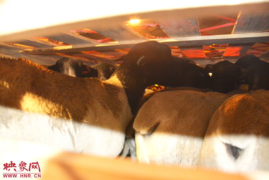 千只澳大利亞種羊“打飛的”落戶(hù)河南 創(chuàng)國(guó)內(nèi)多個(gè)第一