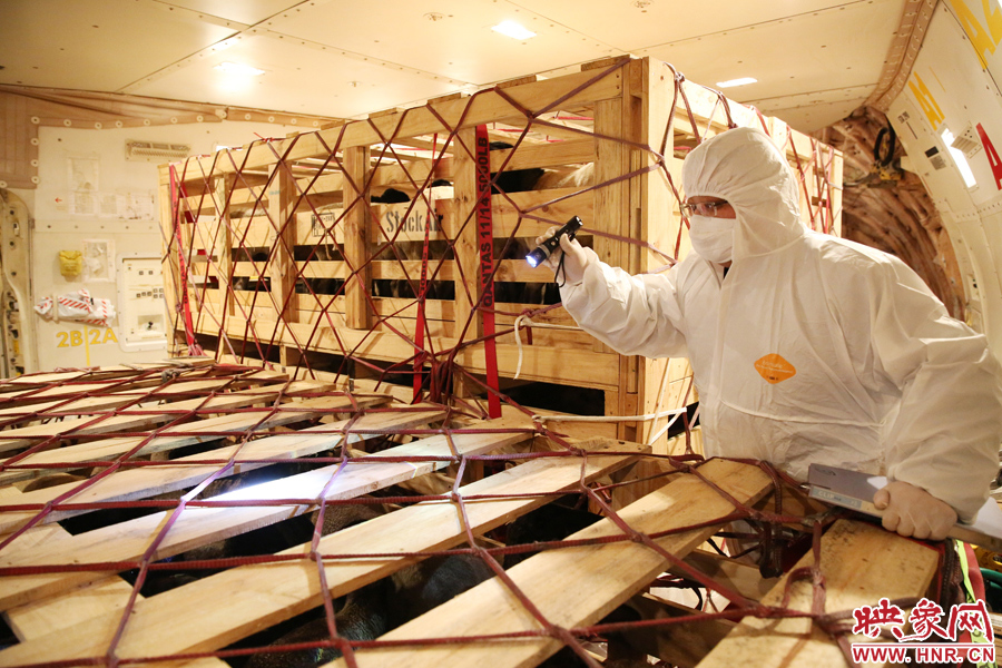 千只澳大利亞種羊“打飛的”落戶(hù)河南 創(chuàng)國(guó)內(nèi)多個(gè)第一