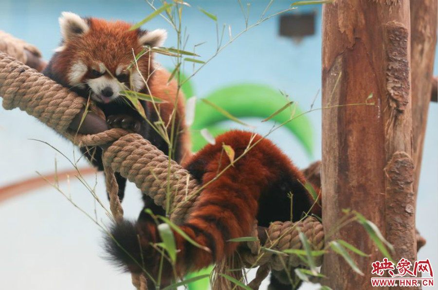 憨態(tài)可掬的小熊貓備受小朋友們的喜愛(ài)。