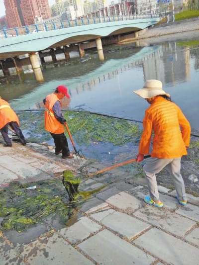 每天出動(dòng)六十人次進(jìn)行打撈，也難以遏制綠藻蔓延。