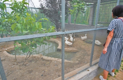 救助鳥類的大籠子里沒有鳥類，鴨子和鵝占了“鵲巢