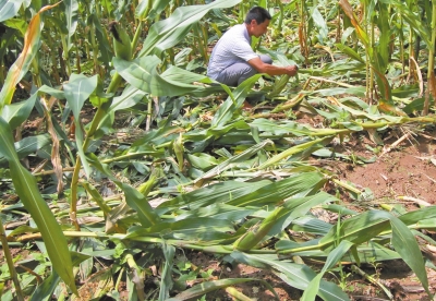 甕峪村一莊稼地，被野豬糟蹋的玉米。