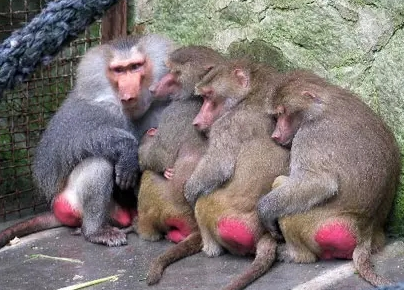 強(qiáng)冷空氣+雨 鄭州終于要下雪了！最低氣溫-6℃！