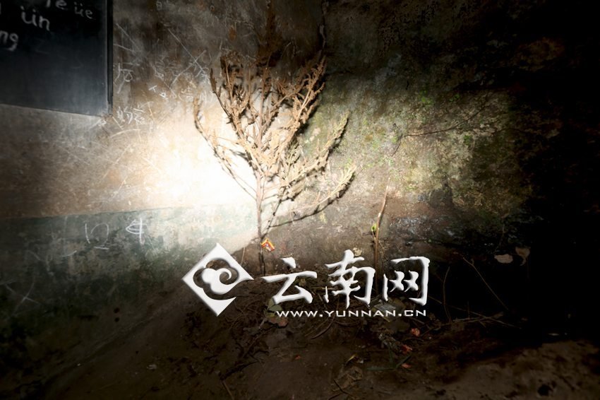 　教室里沒有燈，光線太暗，村民便種下了野蘇麻，希望教室有綠色，讓孩子們看到“希望”。 徐弘毅 攝