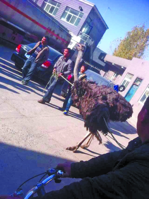 鴕鳥(niǎo)在加油站內(nèi)被制服 鴕鳥(niǎo)在加油站內(nèi)被制服