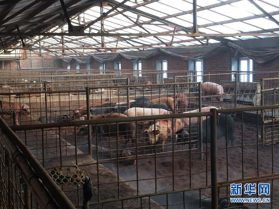 穗豐園里的豬舍（2013年12月8日攝）。新華社記者 程子龍 攝