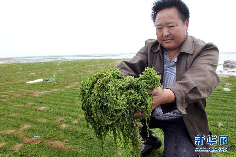 6月10日，在江蘇省連云港市贛榆縣海州灣旅游度假區(qū)，一名漁民在展示清理的滸苔。
