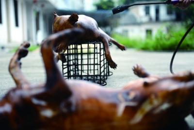 今天上午，玉林很多餐館為即將到來(lái)的狗肉節(jié)備貨，圖為餐館后廚正在加工狗肉 記者 劉暢 攝