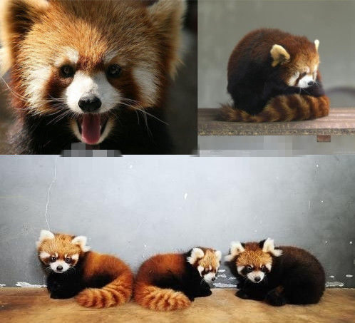 網(wǎng)友猜測(cè)三只小浣熊寓意歐弟老婆懷孕。