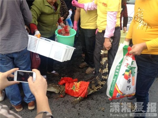 鱷魚(yú)被車(chē)主抓到。