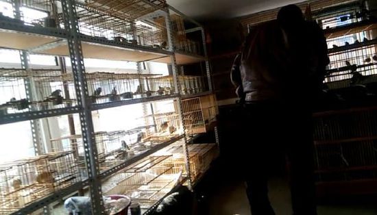 哈爾濱市雙城區(qū)集市上，一家沒有招牌的平房里擺滿了各種野鳥等待出售。