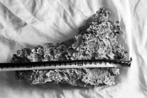 1月30日，新疆青河縣牧民別熱克·薩吾特意外撿到重7.85公斤左右的一塊狗頭黃金