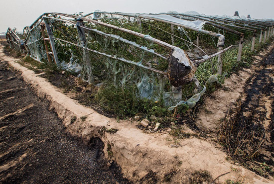 內(nèi)黃縣梁莊鎮(zhèn)南前桐村被燒壞的蔬菜大棚。