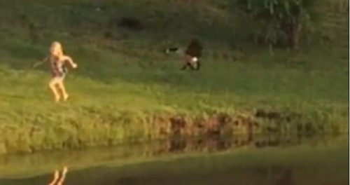 圖二：小女孩遭鵝襲擊向父親求救，但他不但沒有伸出援手，反而狂笑不止。