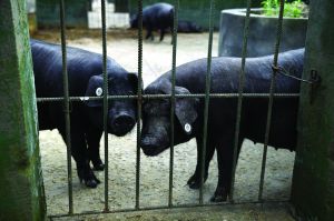 觀測點(diǎn)飼養(yǎng)區(qū)設(shè)有豬圈，可觀察豬是否有異常反應(yīng)