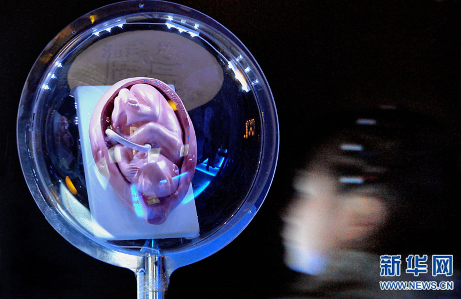 一名小學生在鄭州科技館內參觀介紹遺傳、生育等知識的“奇幻生命之旅”展覽（2007年2月18日攝）。