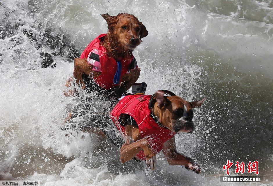 美國狗狗沖浪大賽 汪星人乘風(fēng)破浪帥氣十足