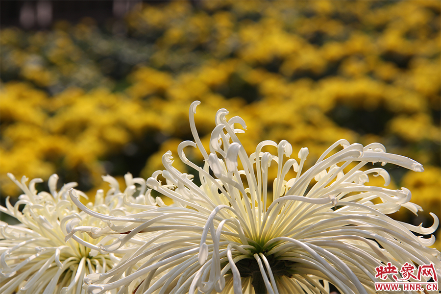 菊花飄香。