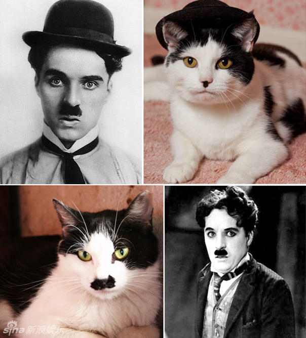 不小心就撞臉了！盤點(diǎn)動(dòng)物界的明星相