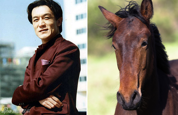 不小心就撞臉了！盤點(diǎn)動(dòng)物界的明星相