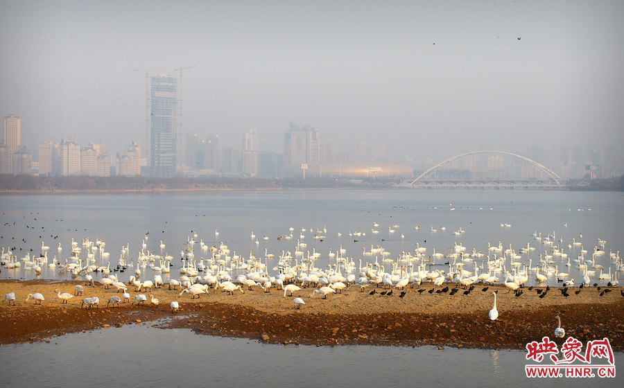 美麗的城市與天鵝有機(jī)的融為一體 美麗的城市與天鵝有機(jī)的融為一體
