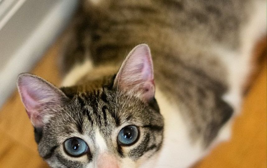 美國(guó)殘疾“貓堅(jiān)強(qiáng)”頑強(qiáng)生活