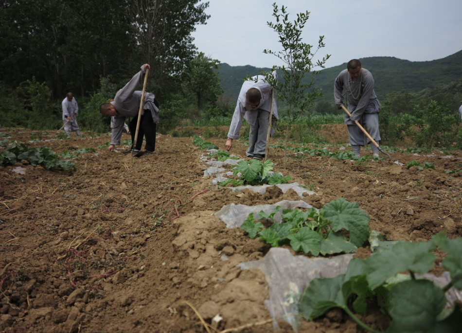少林寺耕種的120多畝小麥?zhǔn)炝耍渖畟冏哌M(jìn)田間，收獲黃燦燦的果實。