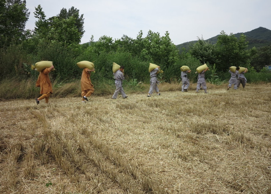 武僧在田間肩扛糧食。