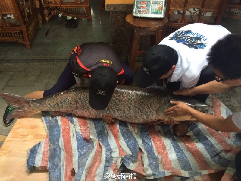 圖為父子倆翻動(dòng)大魚(yú)。