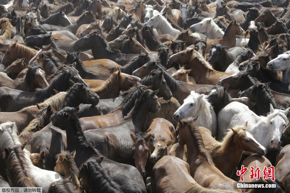 西班牙傳統(tǒng)野馬節(jié)火熱開賽 場面壯觀 西班牙傳統(tǒng)野馬節(jié)火熱開賽 場面壯觀