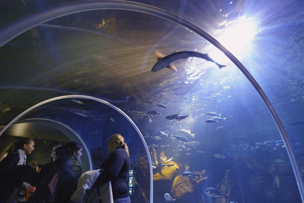 游人們穿梭在海底隧道。