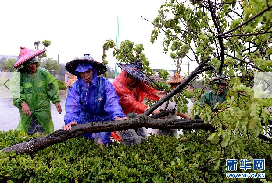  8月8日，工人在福建省石獅市公路邊清理被大風(fēng)吹倒的樹(shù)木。